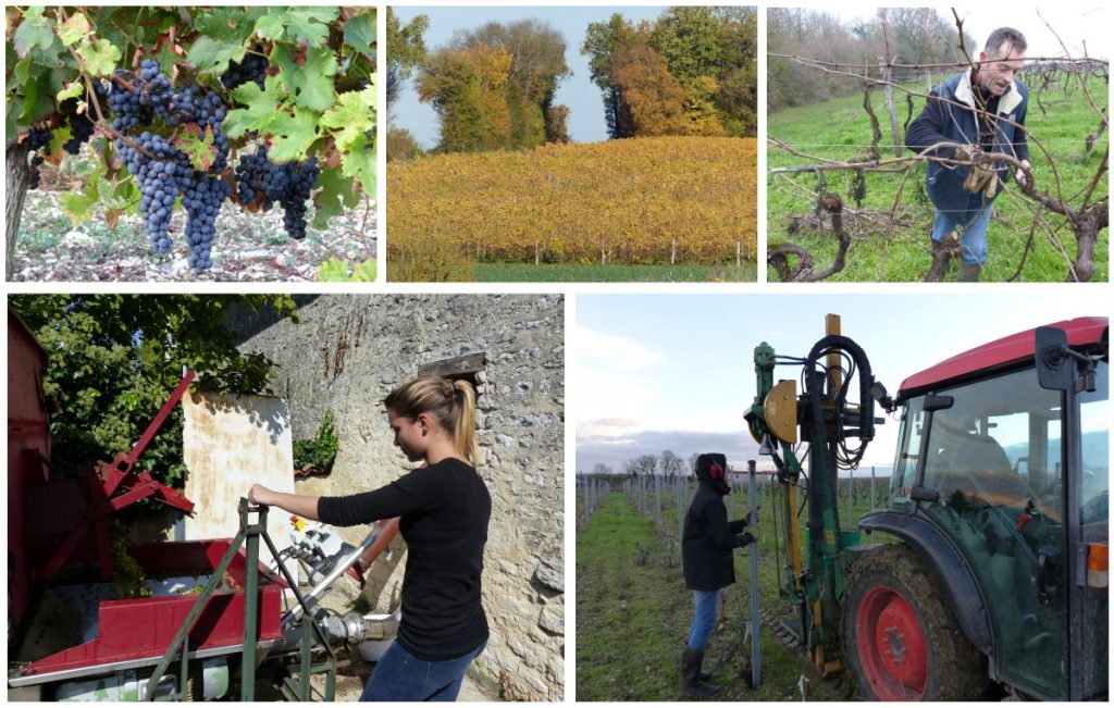 Pascal Gonthier Vigneron, un savoir-faire ancestral dans les vignobles charentais