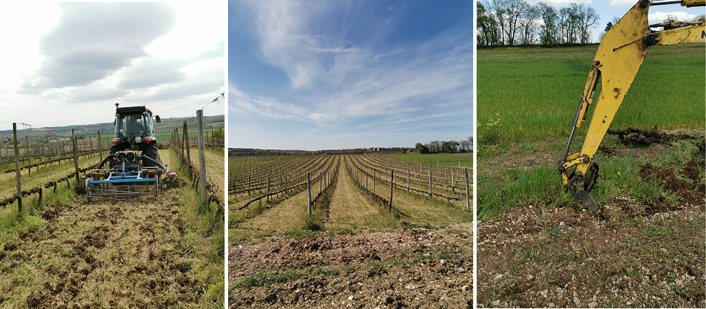Travail de printemps dans les vignes en Charente
